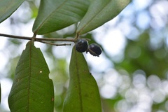 Eugenia karwinskyana