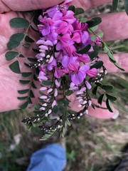 Indigofera australis