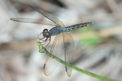 Neurothemis