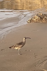Numenius phaeopus hudsonicus