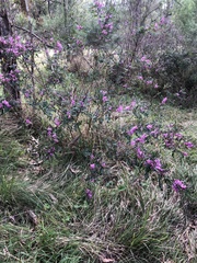 Indigofera australis