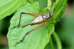 Nisitrus