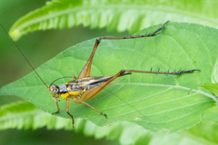 Nisitrus