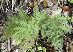 Leptopteris hymenophylloides
