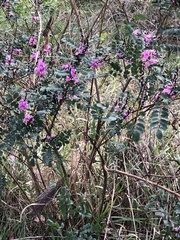 Indigofera australis