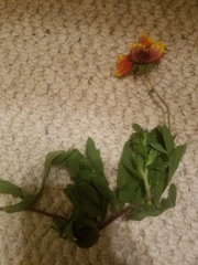 Gaillardia pulchella