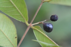 Eugenia karwinskyana