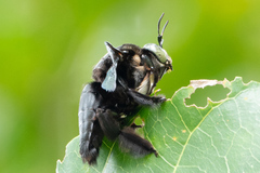 Xylocopa latipes