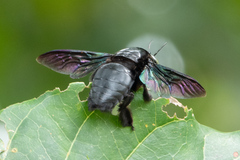 Xylocopa latipes