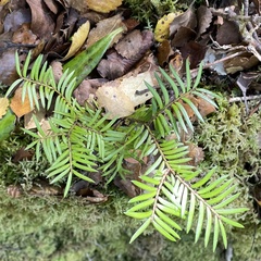 Prumnopitys ferruginea