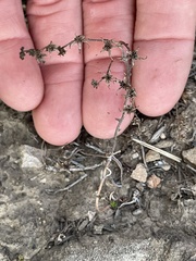 Dudleya blochmaniae blochmaniae