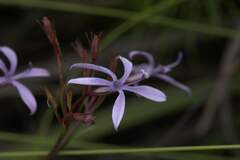 Prismatocarpus diffusus