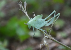 Amblycorypha