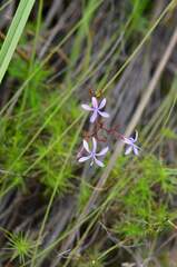 Prismatocarpus diffusus