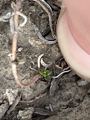 Dudleya blochmaniae blochmaniae