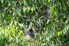 Trachypithecus cristatus