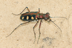 Cosmodela aurulenta