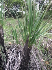 Xerophyta retinervis