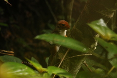 Funisciurus pyrropus