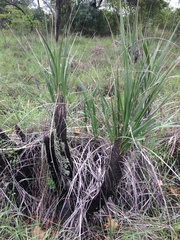 Xerophyta retinervis