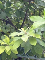Quercus polymorpha