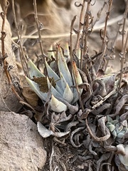 Dudleya verityi