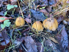 Coprinellus bipellis