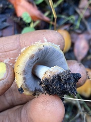 Coprinellus bipellis