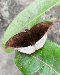 Tanaecia lepidea