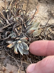 Dudleya verityi