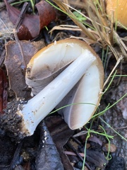 Coprinellus bipellis