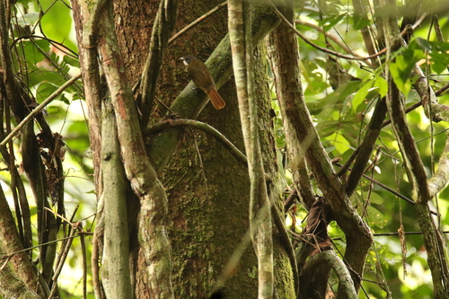 iNaturalist image