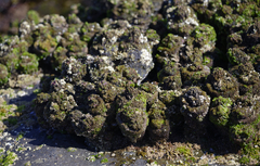 Pyura praeputialis