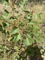 Brachychiton populneus