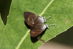Drupadia ravindra