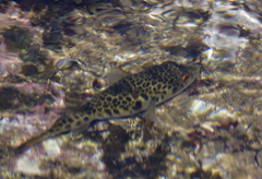 Tetractenos glaber