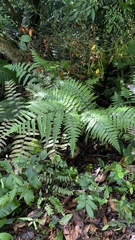 Diplazium dilatatum