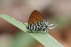 Drupadia ravindra