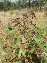 Brachychiton populneus