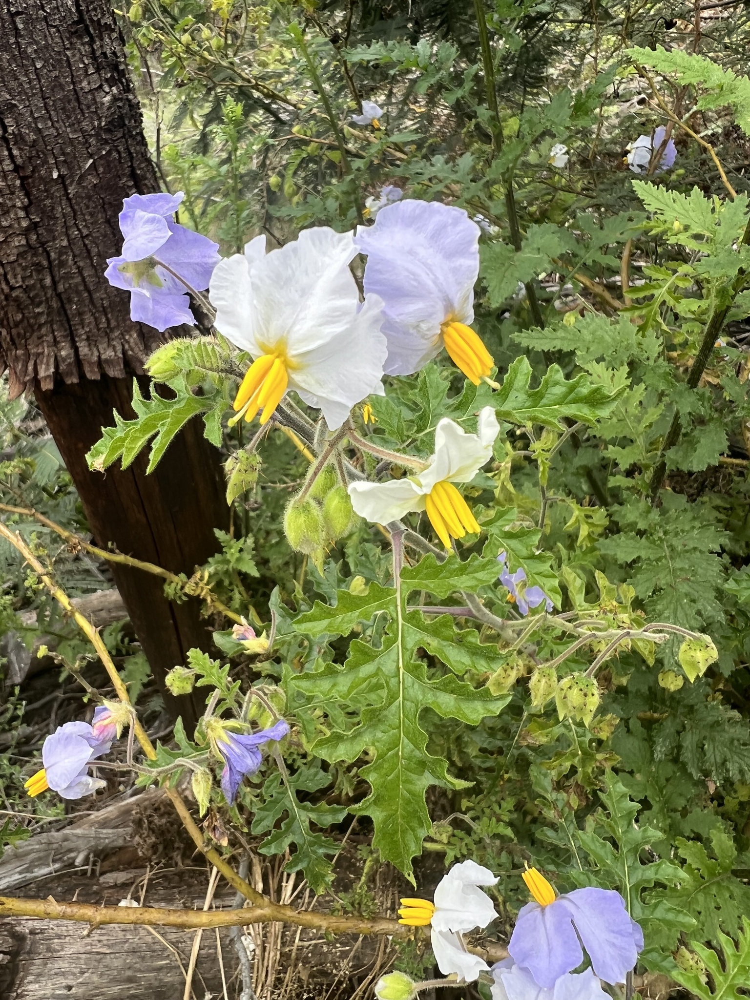 Solanum sisymbriifolium DSC09041(1) Planta do joá-bravo, j…