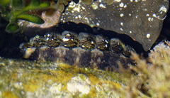 Onithochiton quercinus