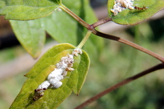 Pseudococcus