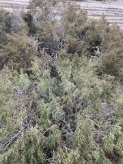 Allenrolfea occidentalis