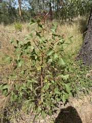 Brachychiton populneus