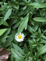 Erigeron karvinskianus