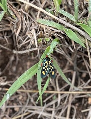 Arniocera auriguttata