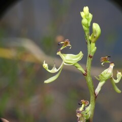 Arthrochilus irritabilis