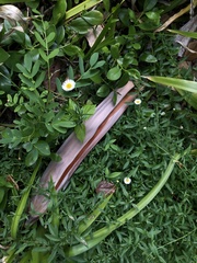 Erigeron karvinskianus