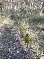 Acacia juncifolia