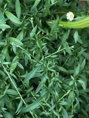 Erigeron karvinskianus